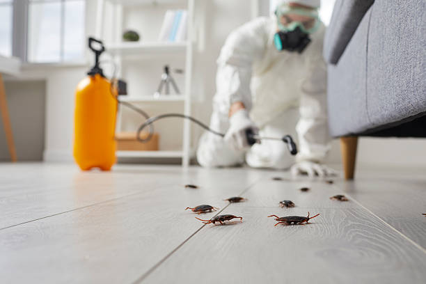 Commercial Rodent Management in West Brattleboro